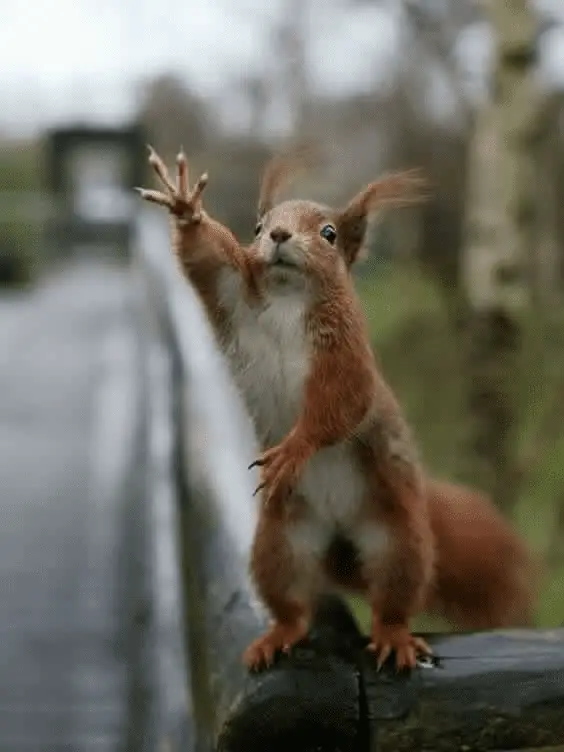 high five.webp
