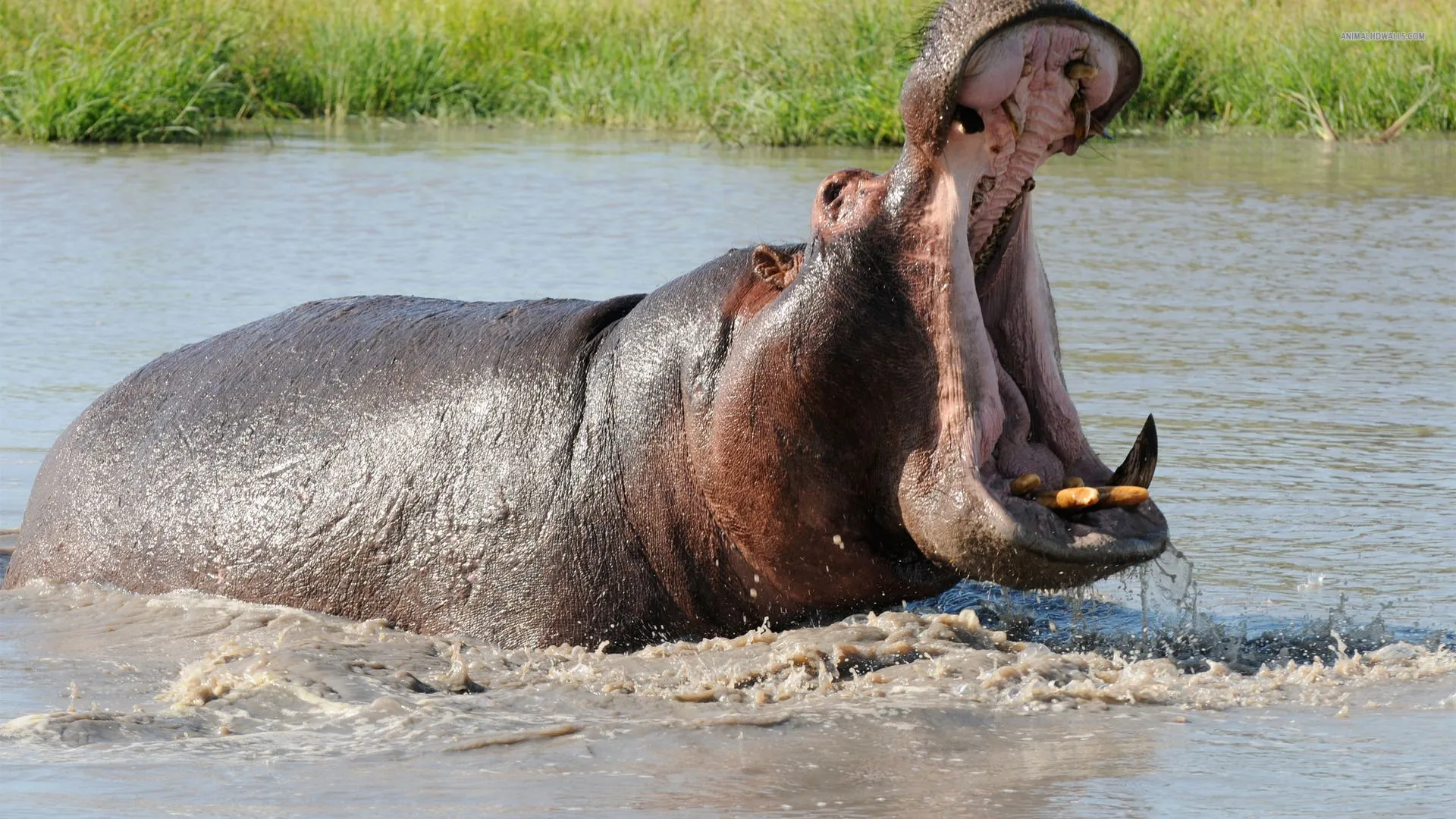 hippopotamus-405-1920x1080.webp