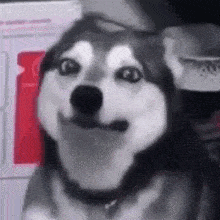 huskypuke.gif