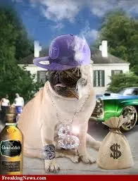 hustla.webp