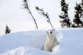 images.webp