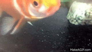 IMG_0086.gif