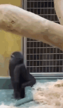 IMG_0224.gif