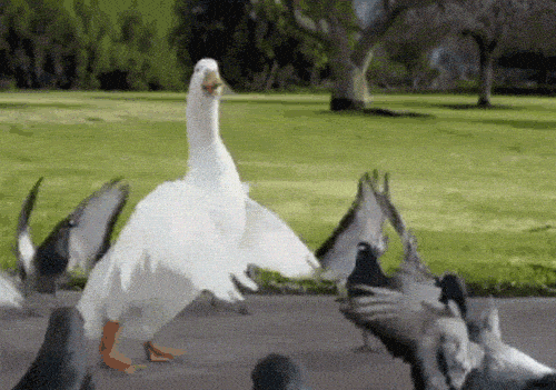 IMG_0586.gif