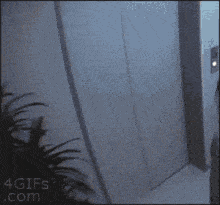 IMG_0809.gif