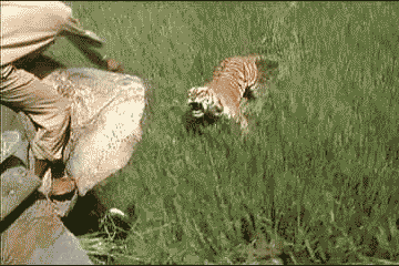 IMG_1947.gif