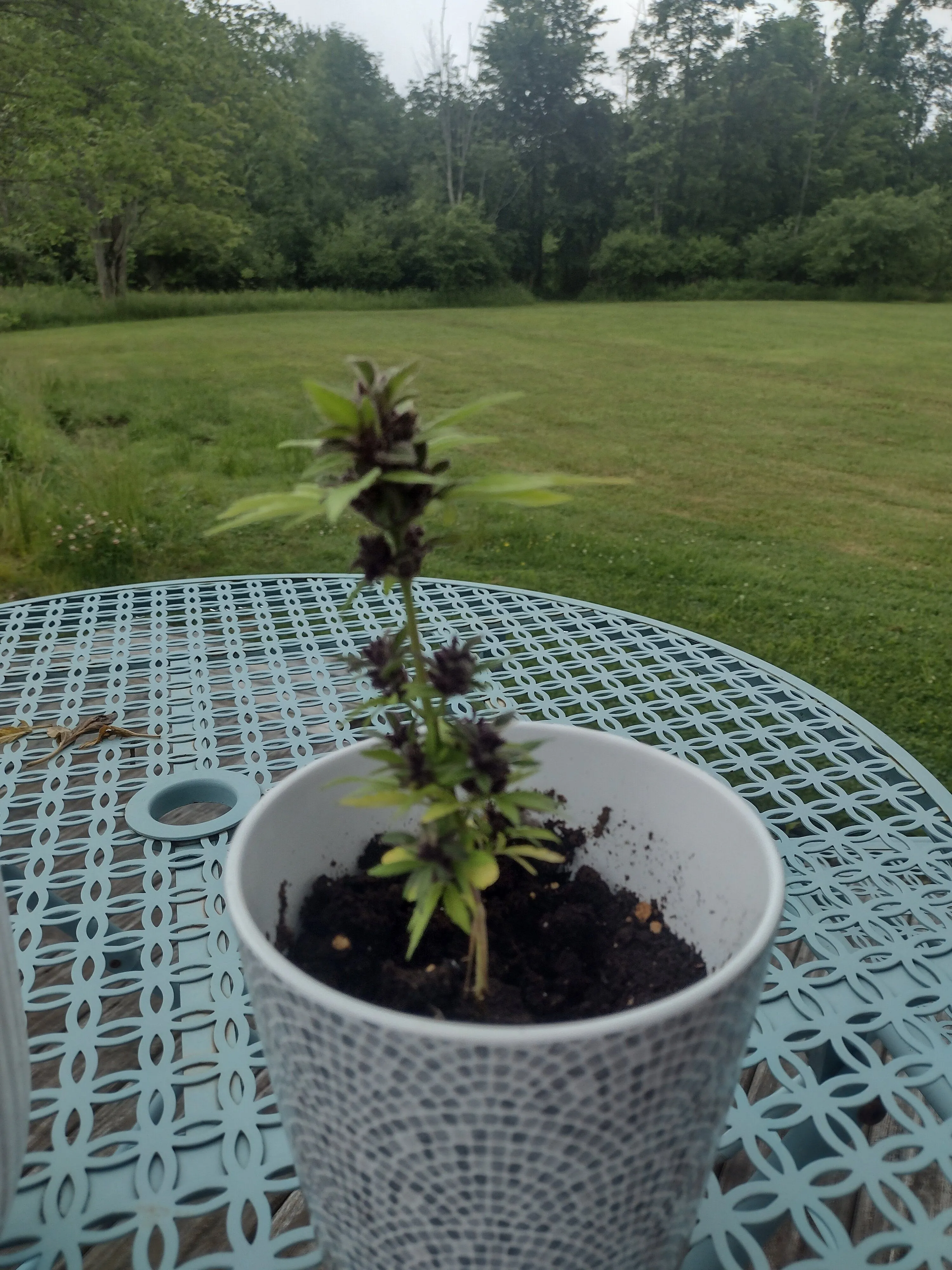 IMG_20240603_105933465_HDR.webp