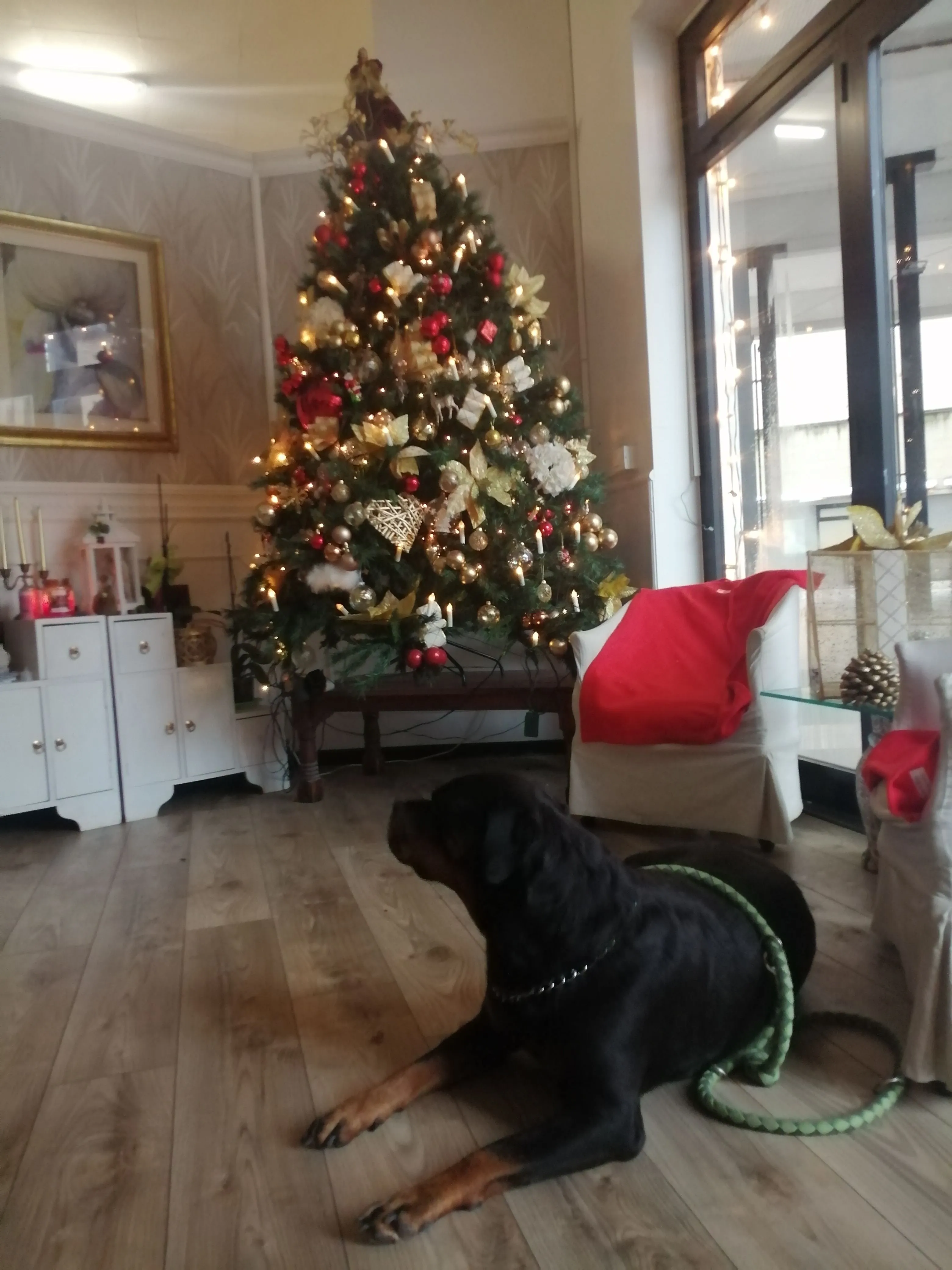 IMG_20241218_153305.webp