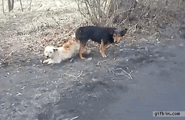 IMG_2251.gif
