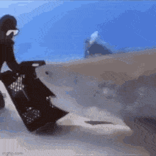 IMG_2259.gif