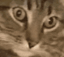 IMG_2327.gif