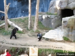 IMG_4379.gif