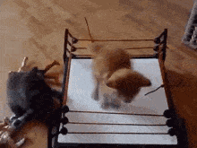 IMG_4642.gif