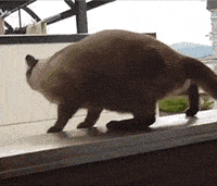 IMG_4802.gif