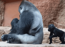 IMG_6580.gif