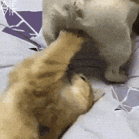 IMG_6785.gif