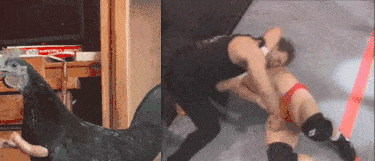IMG_7072.gif