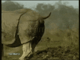IMG_7455.gif