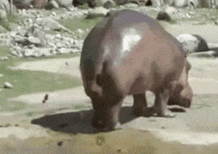IMG_7851.gif