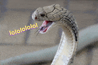 IMG_8710.gif