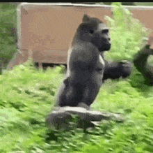 IMG_9145.gif
