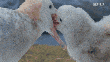 IMG_9297.gif