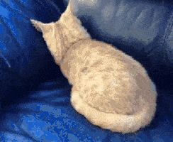 IMG_9475.gif