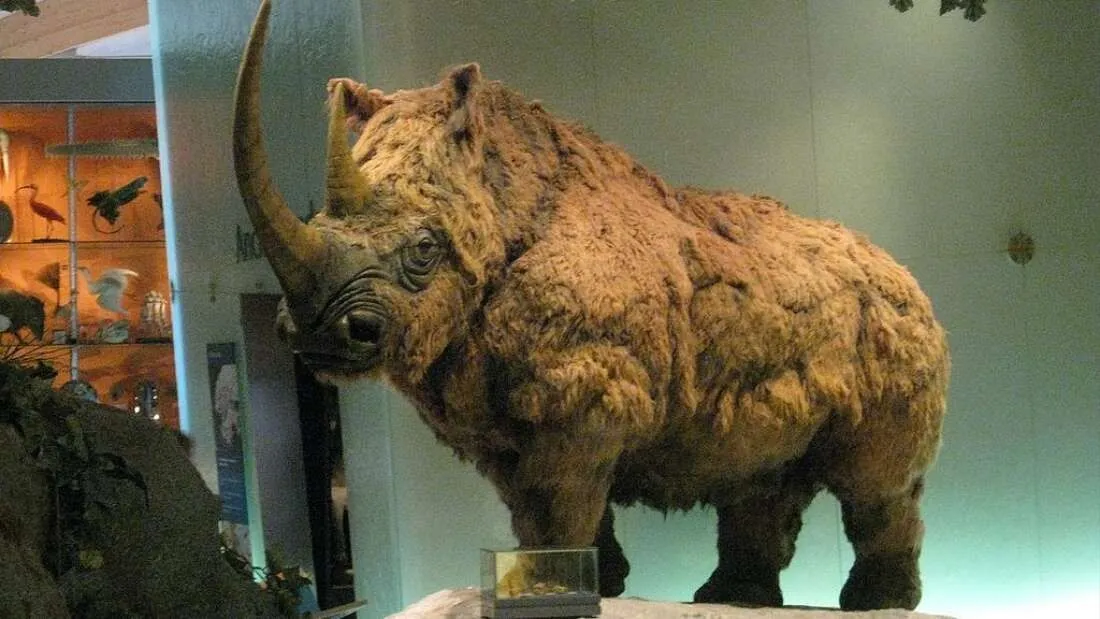 intact-young-woolly-rhino-melting-permafrost-1.webp
