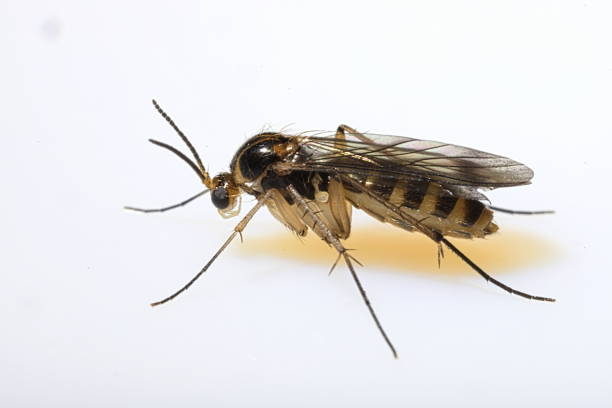 istockphoto-1200817449-612x612.webp