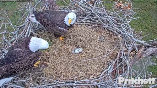 January 5 G4 at 115300 H and M on nest 1-5-2023.jpg