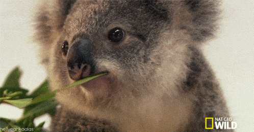 K.gif