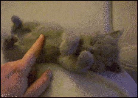 kitten2.gif