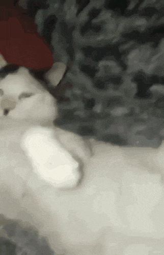 kittler-cat-meme.gif