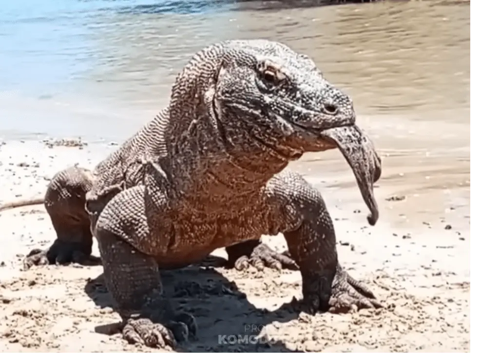 #komodoindonesia.png