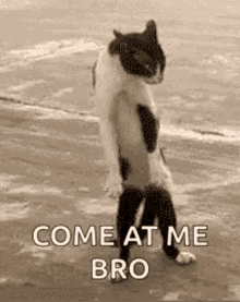 KungfuCatComeatmeBro.gif