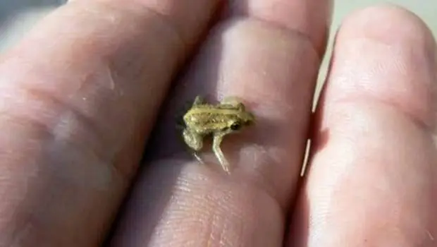 La rana más pequeña.webp