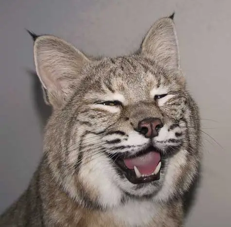 Laughing bobcat 2.webp