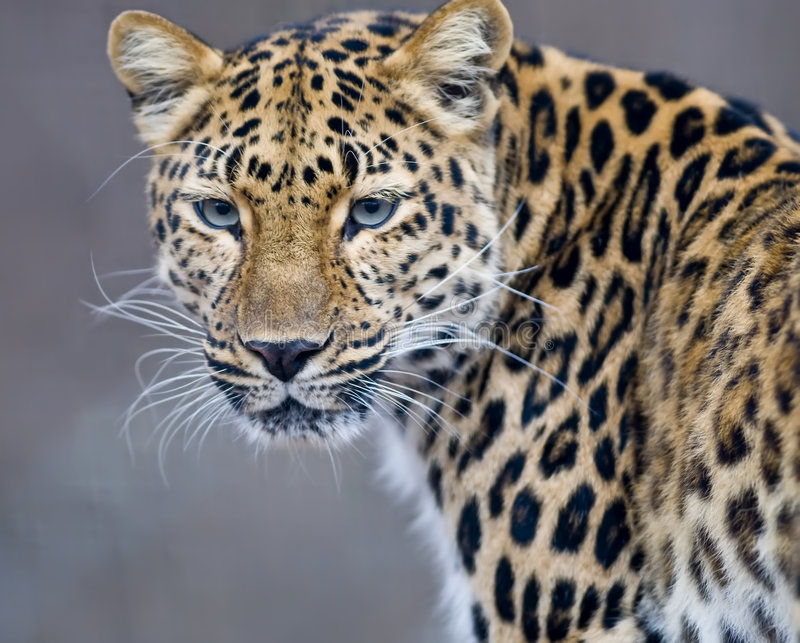 leopard-3975908.jpg