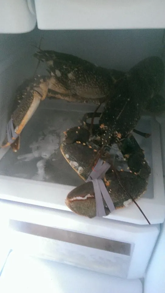 Lobsters.webp