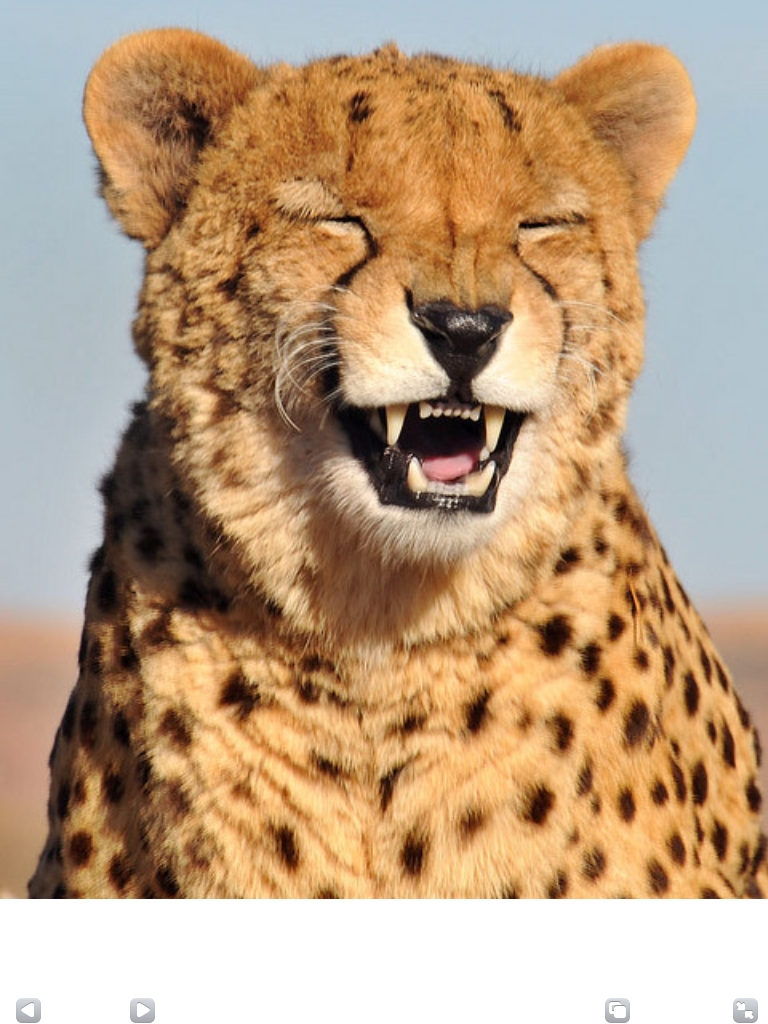 Lol cheetah 2.webp