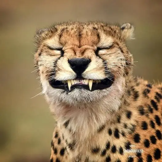 Lol Cheetah lol2.webp