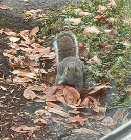 lookingfor fucks.gif