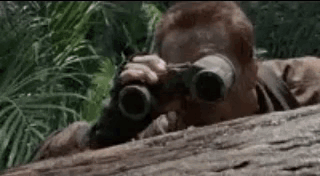 low-quality-cat-predator.gif