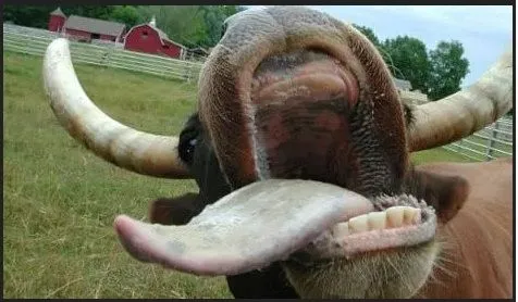 Mad Cow.webp