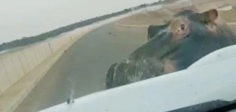 Man-films-as-hippo-attacks-his-car-on-South-African-bridge.webp