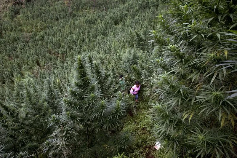 Marijuana20in20Cauca0000.webp