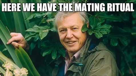 mating.webp