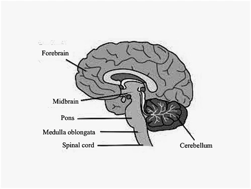 Medulla-oblongataBW.webp