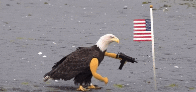 merica.gif