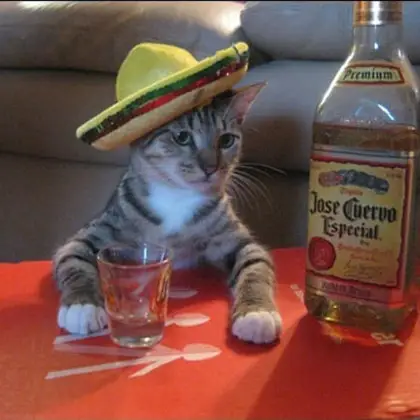 MexiCat.webp